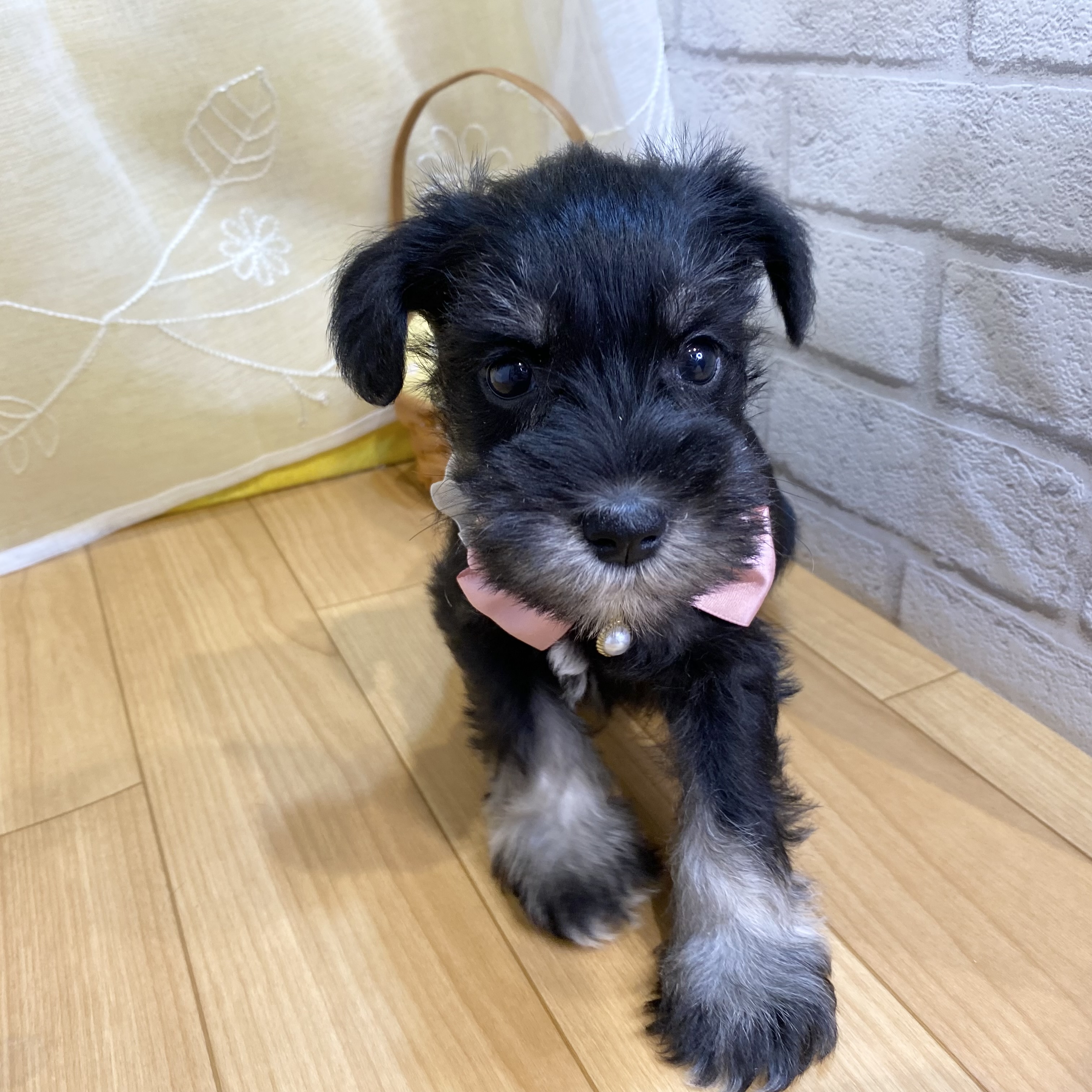 長野県のミニチュアシュナウザー (犬の家＆猫の里カインズ梓川店/2026年2月21日生まれ/女の子/ブラックシルバー)の子犬の4枚目の画像