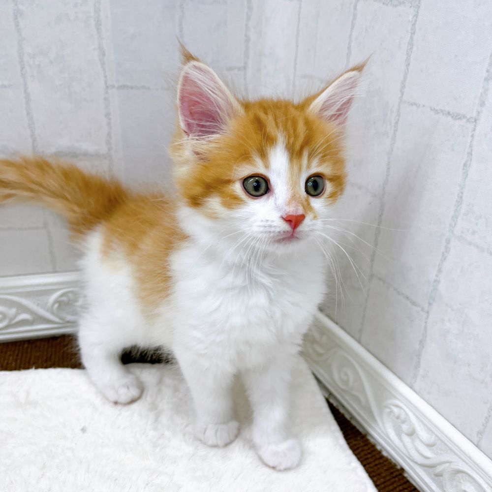 石川県のノルウェージャンフォレストキャット (犬の家＆猫の里アミーゴ金沢有松店/2026年2月22日生まれ/女の子/レッドタビーホワイト)の子猫の4枚目の画像