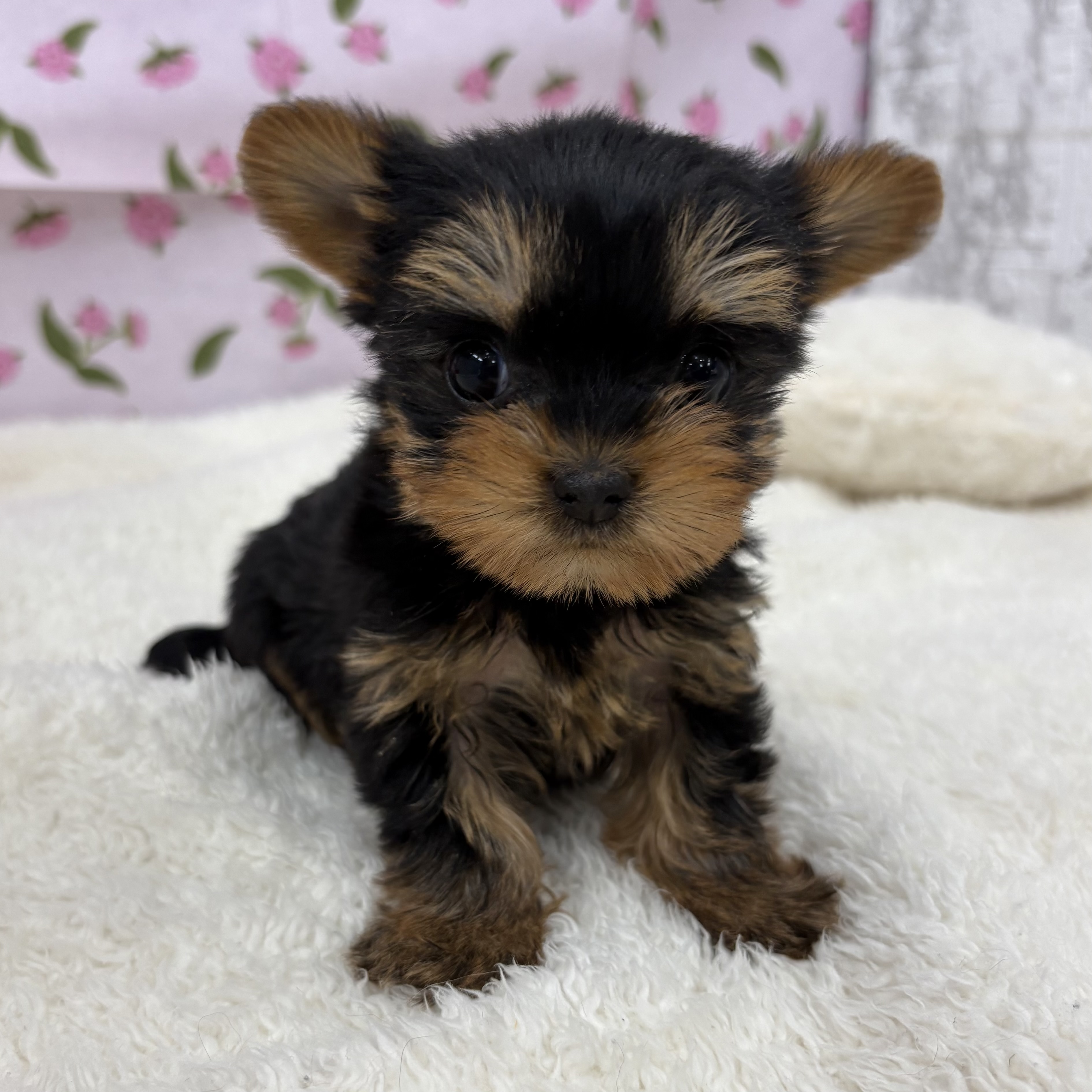 愛知県のヨークシャーテリア (犬の家＆猫の里エアポートウォーク店/2026年2月23日生まれ/女の子/スチールブルータン)の子犬の4枚目の画像