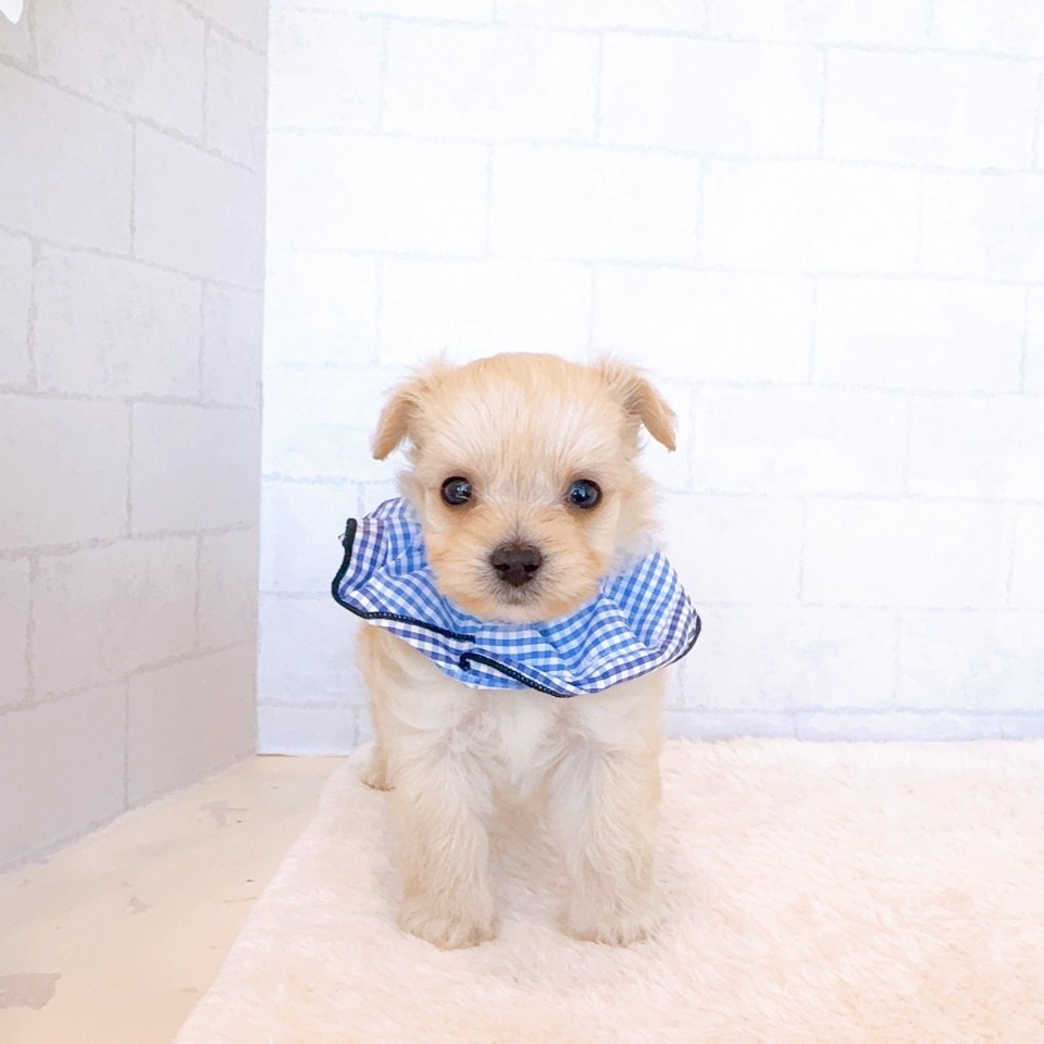 石川県のチワプー/プーチー(チワワ×プードル) (犬の家＆猫の里金沢店/2026年2月22日生まれ/男の子/クリーム)の子犬