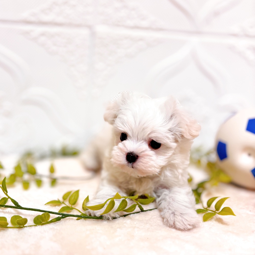 愛知県のマルチーズ (犬の家＆猫の里岡崎店/2026年2月22日生まれ/女の子/ホワイト)の子犬の4枚目の画像