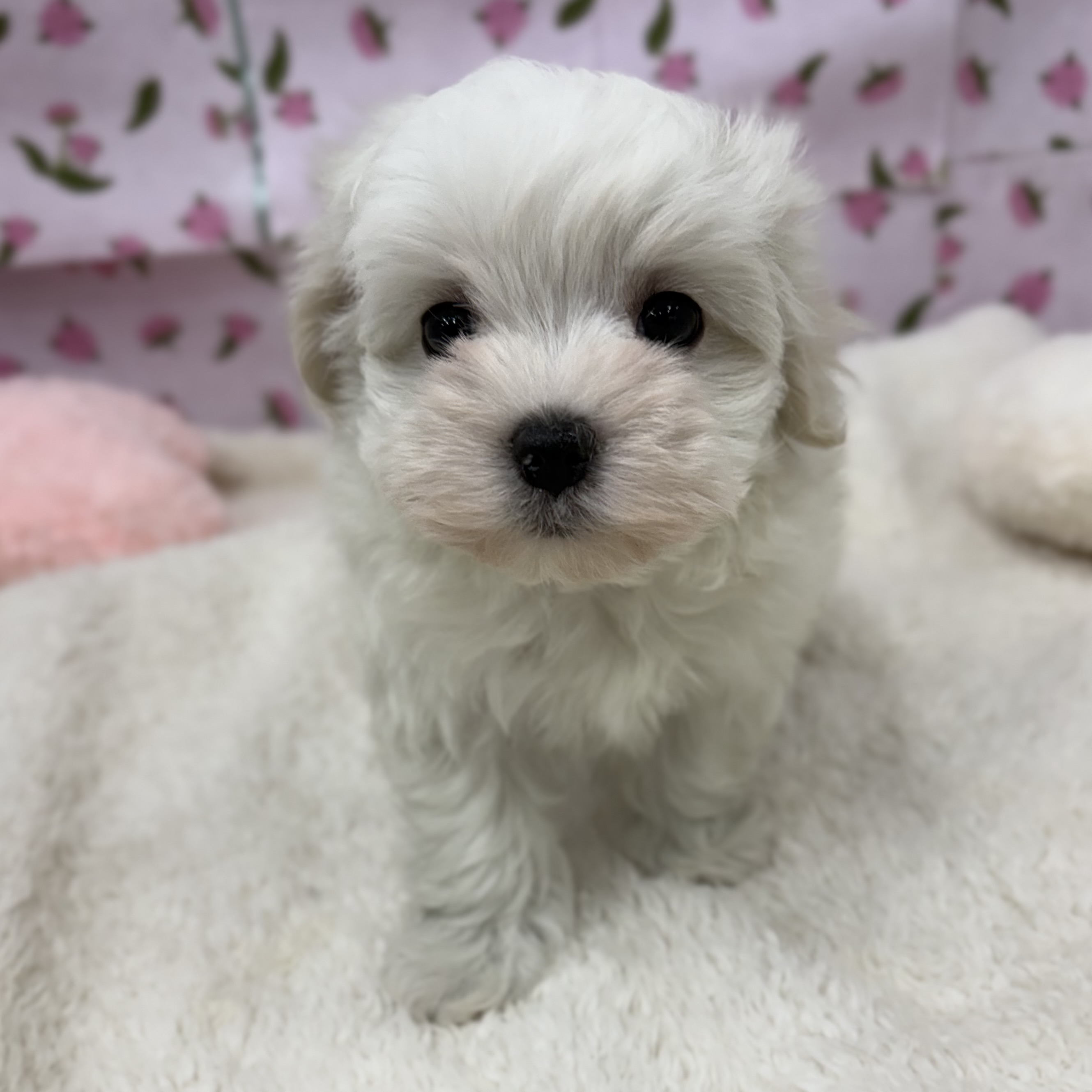 愛知県のマルチーズ (犬の家＆猫の里エアポートウォーク店/2026年2月22日生まれ/女の子/ホワイト)の子犬の1枚目の画像