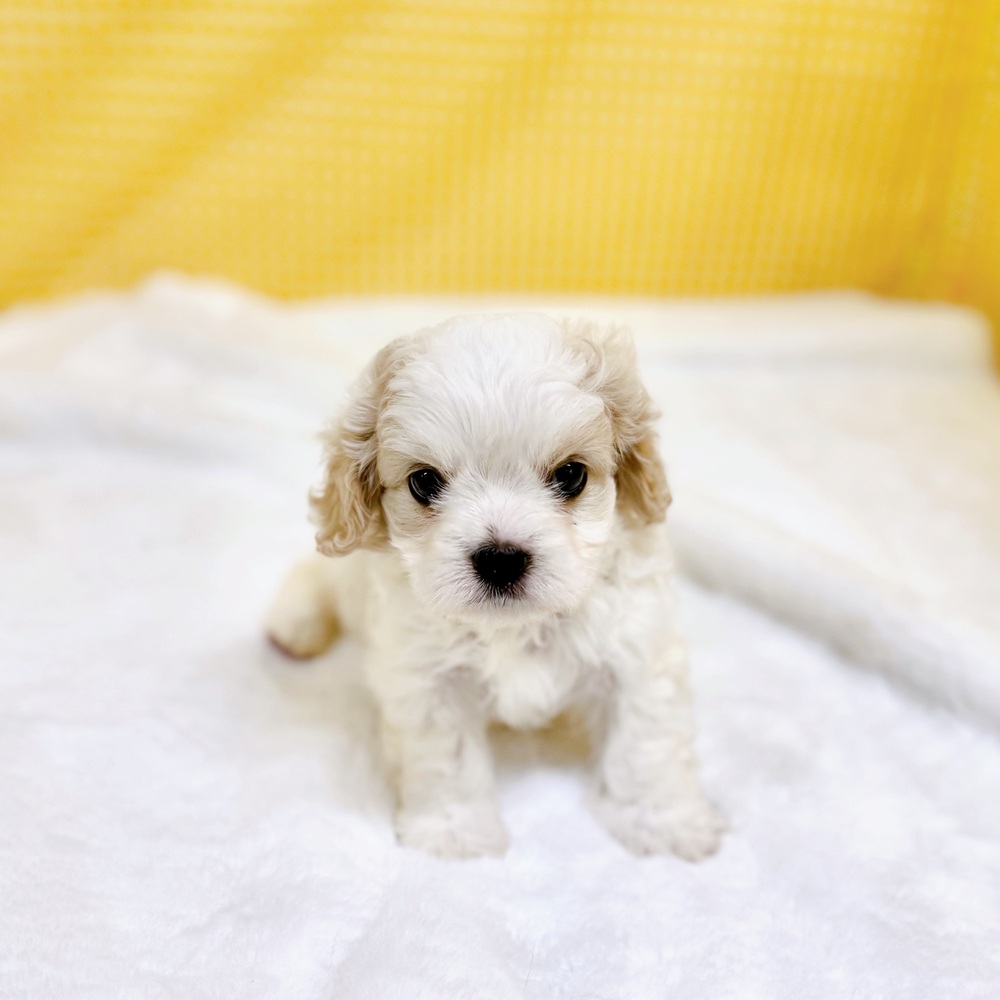 愛知県のハーフ犬・ミックス犬 (犬の家＆猫の里一宮店/2026年2月23日生まれ/男の子/ブレンハイム)の子犬の4枚目の画像