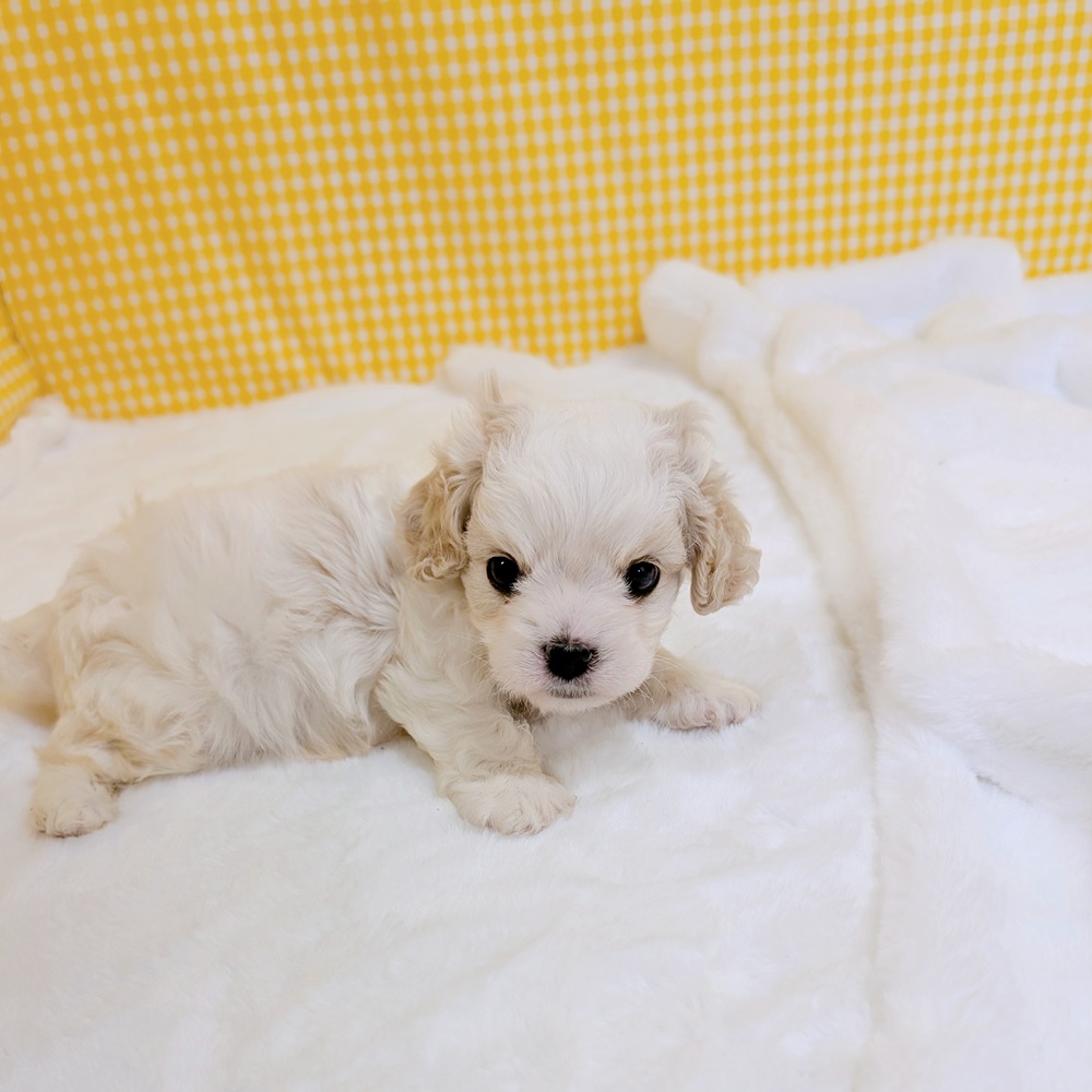 愛知県のハーフ犬・ミックス犬 (犬の家＆猫の里一宮店/2026年2月23日生まれ/男の子/ブレンハイム)の子犬の4枚目の画像