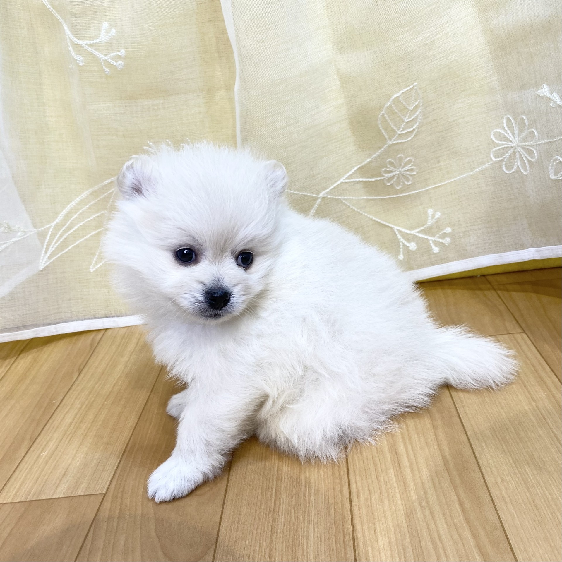 長野県のポメラニアン (犬の家＆猫の里カインズ梓川店/2026年2月22日生まれ/女の子/クリーム)の子犬の4枚目の画像