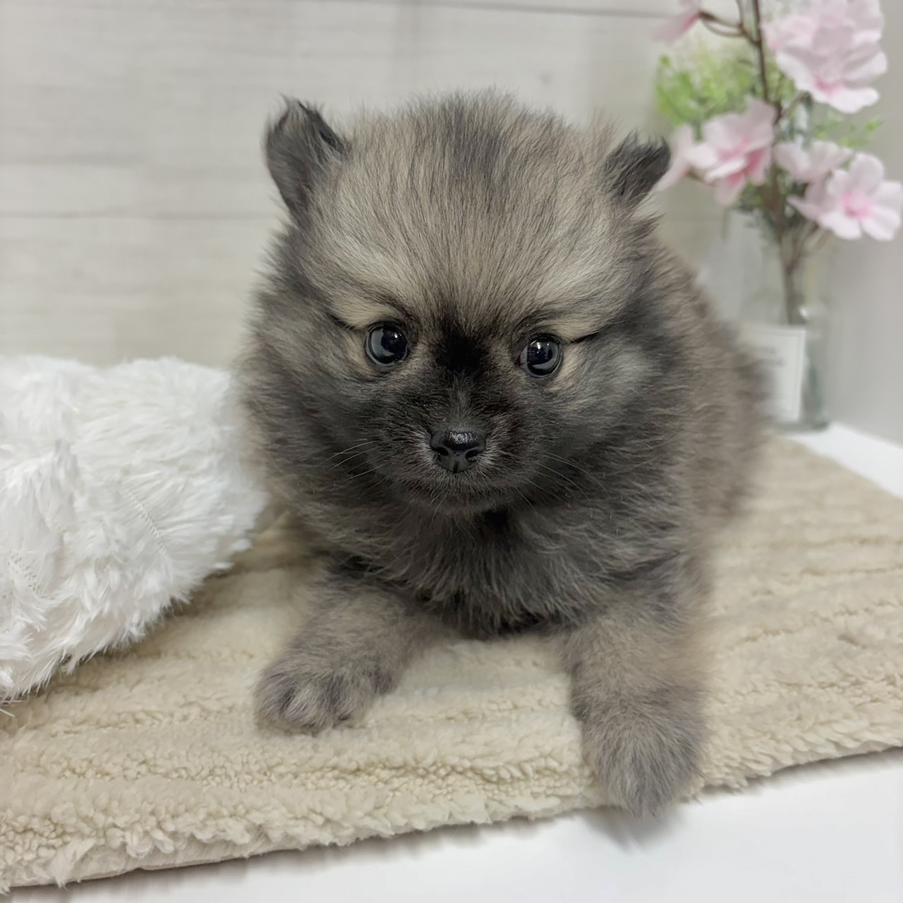 神奈川県のポメラニアン (犬の家＆猫の里相模原店/2026年2月22日生まれ/男の子/オレンジ)の子犬の4枚目の画像