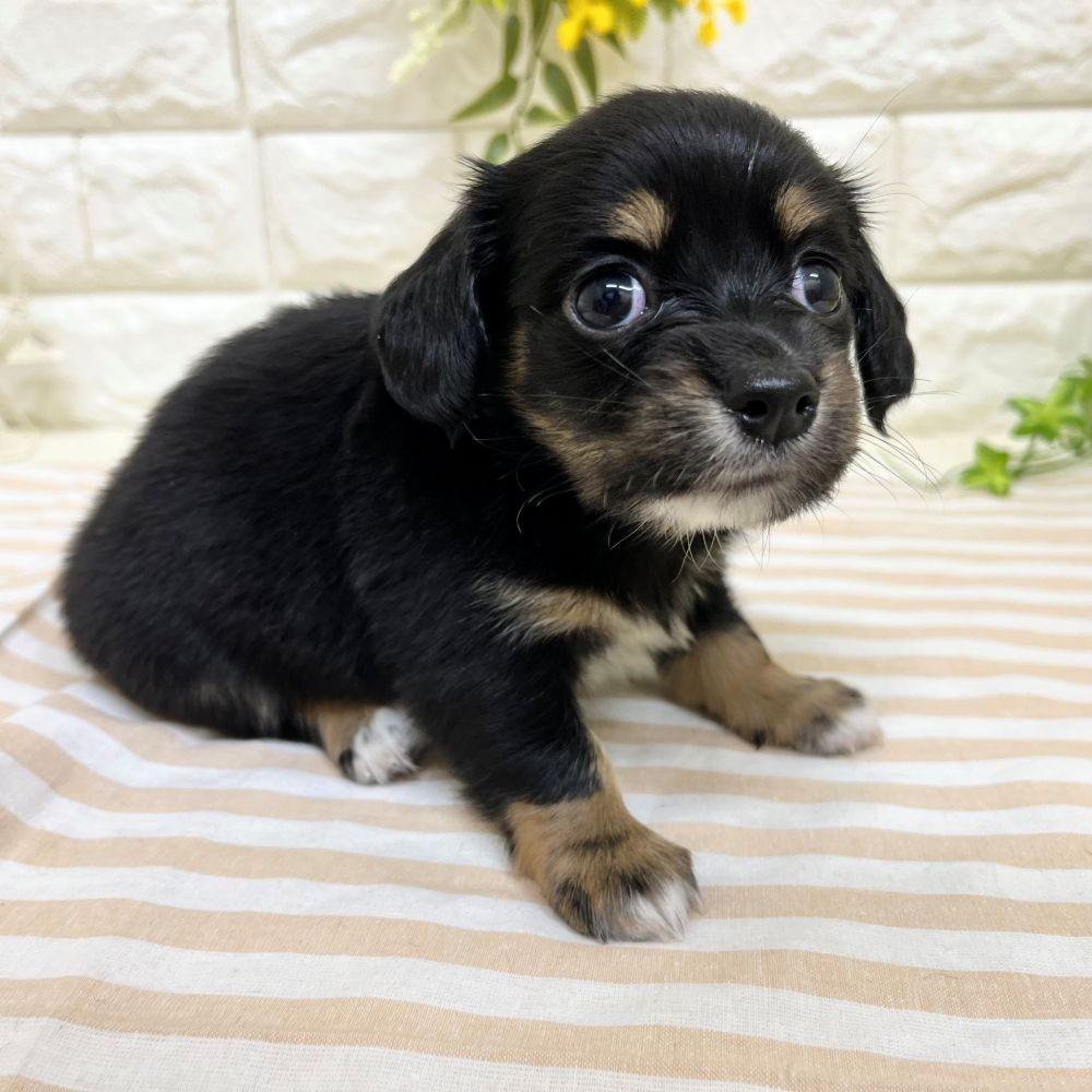 静岡県のチワックス(チワワ×ダックス) (犬の家＆猫の里藤枝店/2026年2月23日生まれ/女の子/ブラックタン)の子犬の4枚目の画像