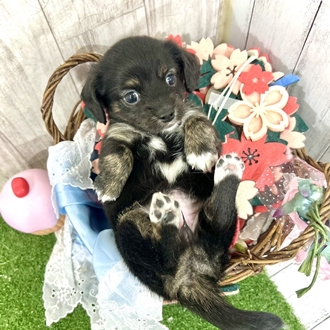 神奈川県のチワックス(チワワ×ダックス) (犬の家＆猫の里小田原店/2026年2月23日生まれ/女の子/ブラックタン)の子犬の4枚目の画像