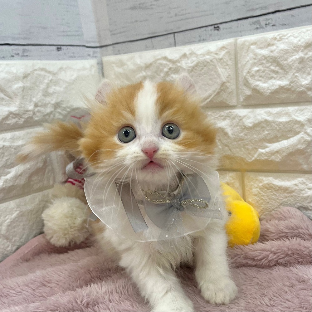 静岡県のアメリカンカール (犬の家＆猫の里アミーゴ浜松和田店/2026年2月23日生まれ/男の子/レッドホワイト)の子猫の4枚目の画像