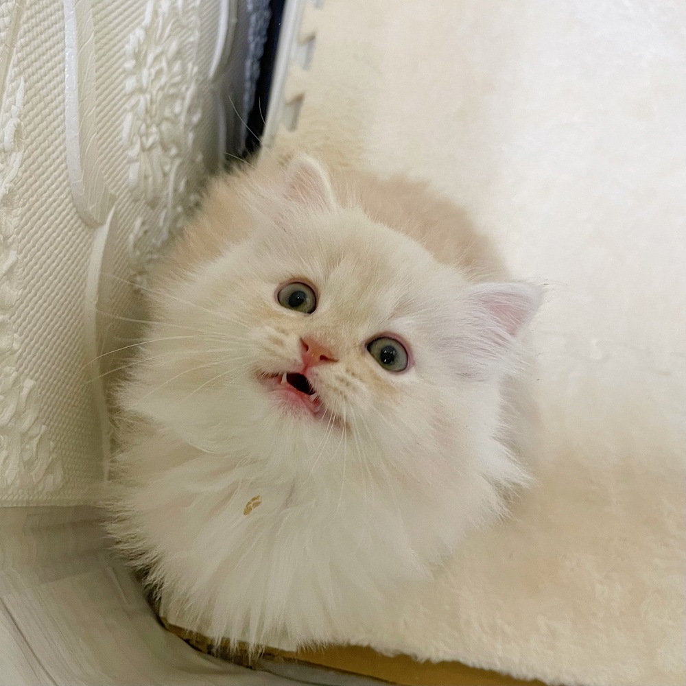 愛知県のサイベリアン (犬の家＆猫の里岡崎店/2026年2月22日生まれ/男の子/クリームタビー)の子猫の4枚目の画像