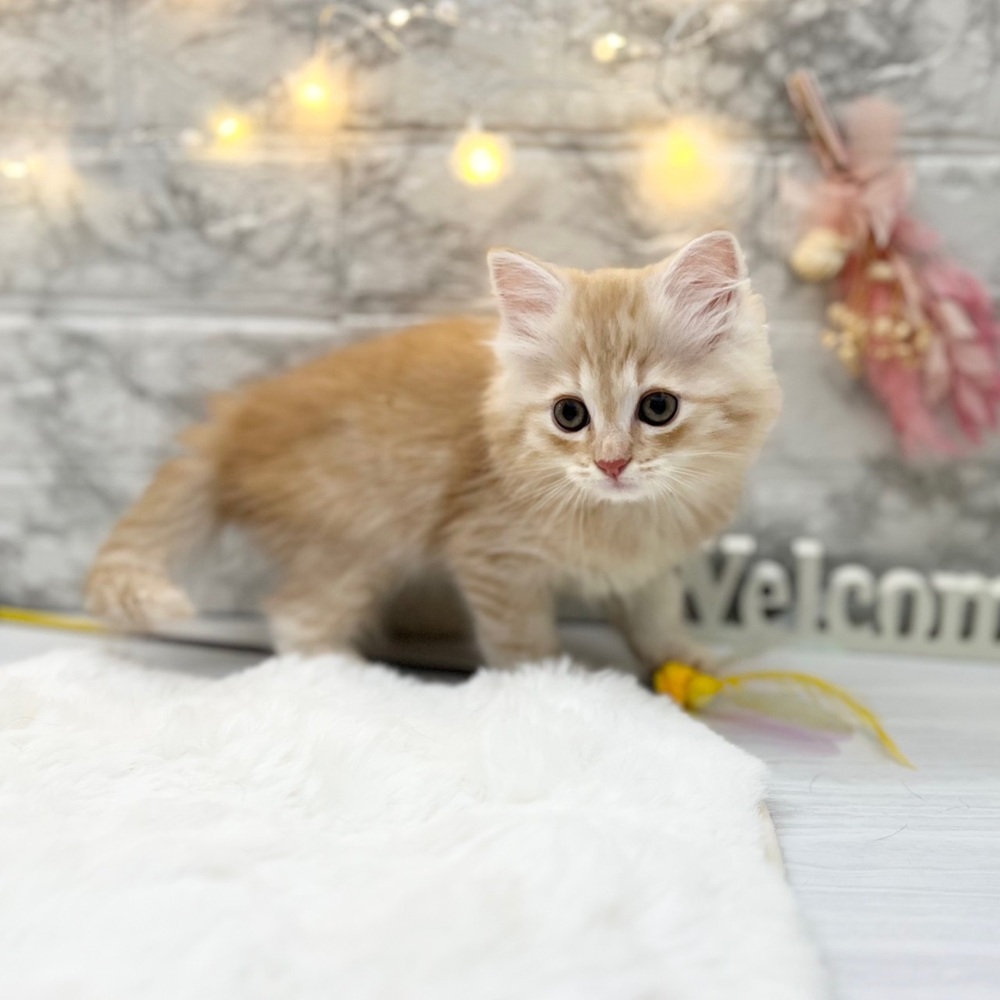 静岡県のサイベリアン (犬の家＆猫の里MEGAドン・キホーテ袋井店/2026年2月22日生まれ/男の子/クリームタビー)の子猫の4枚目の画像