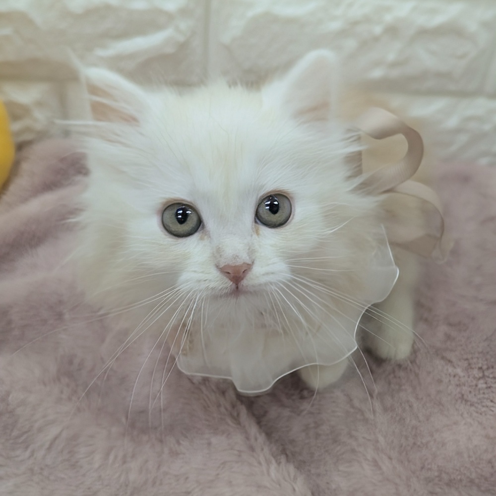 静岡県のサイベリアン (犬の家＆猫の里アミーゴ浜松和田店/2026年2月22日生まれ/男の子/クリームタビー)の子猫の4枚目の画像