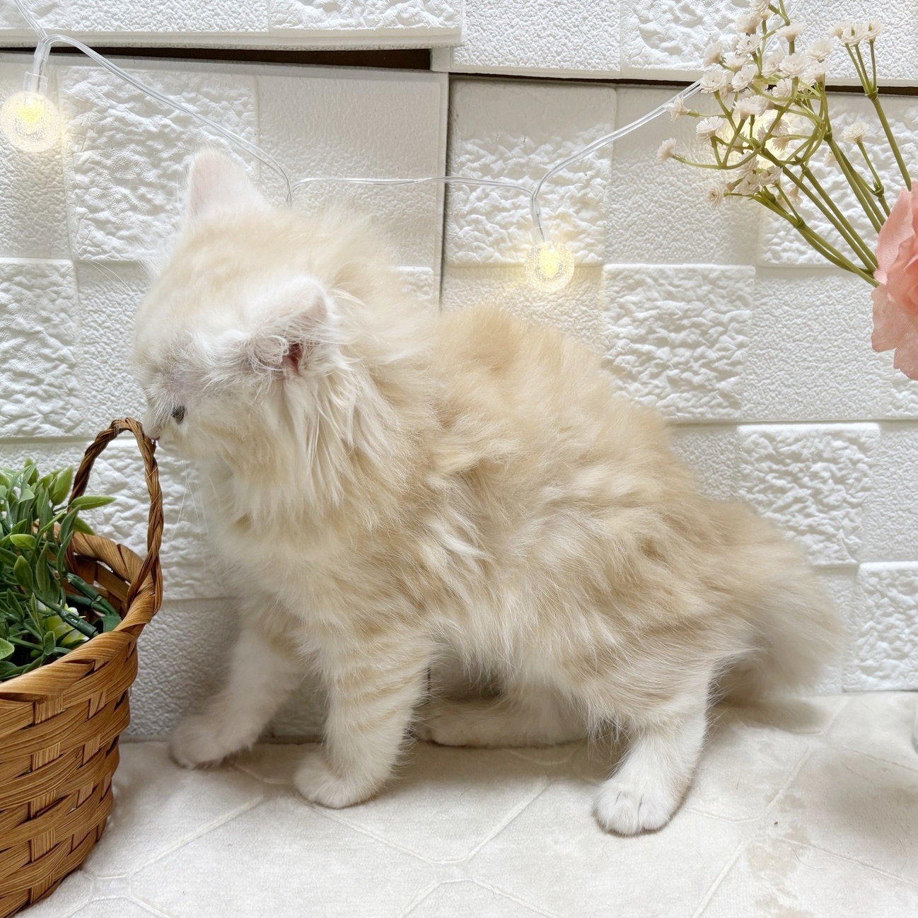 東京都のサイベリアン (犬の家＆猫の里ペットフォレスト小平店/2026年2月22日生まれ/女の子/クリームタビー)の子猫の4枚目の画像