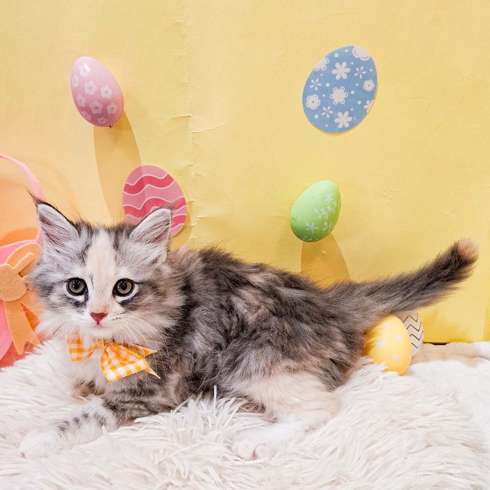 静岡県のサイベリアン (犬の家＆猫の里富士店/2026年2月15日生まれ/女の子/ダイリュートキャリコ)の子猫の4枚目の画像