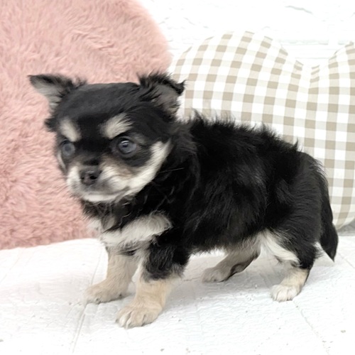 愛知県のチワワ(ロング) (犬の家＆猫の里豊川インター店/2026年2月23日生まれ/女の子/ブラッククリーム)の子犬の4枚目の画像