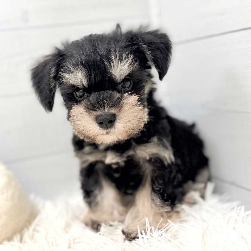愛知県のミニチュアシュナウザー (犬の家＆猫の里豊田店/2026年2月23日生まれ/男の子/ブラックシルバー)の子犬の4枚目の画像