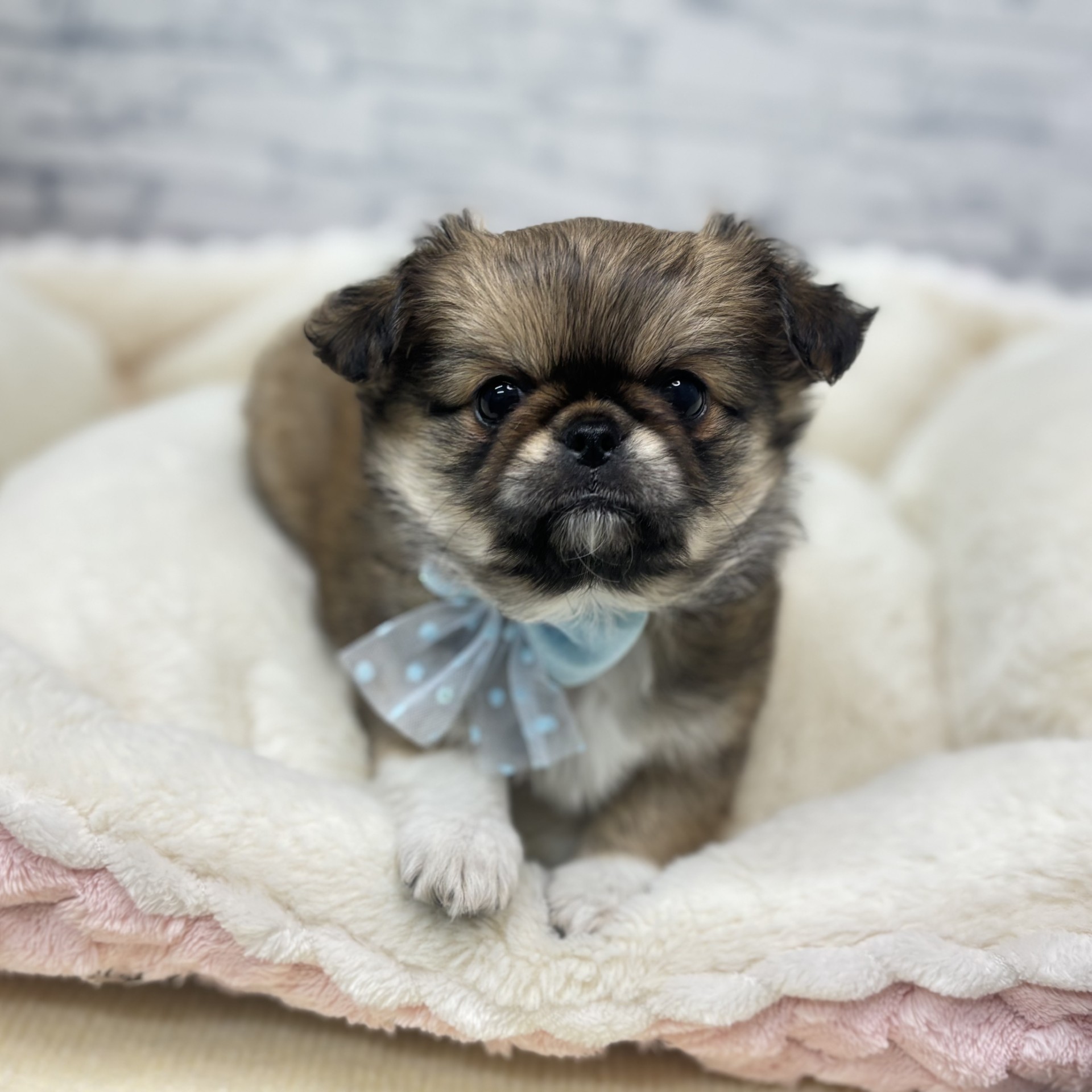 長野県のチワペキ/ペキチー/ペキチワ(チワワ×ペキニーズ) (犬の家＆猫の里長野店/2026年2月22日生まれ/女の子/セーブルホワイト)の子犬の4枚目の画像