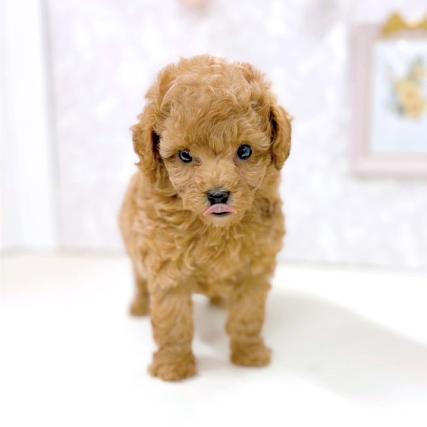 富山県のトイプードル(タイニー) (犬の家＆猫の里アミーゴ高岡蓮花寺店/2026年2月24日生まれ/男の子/アプリコット)の子犬の4枚目の画像