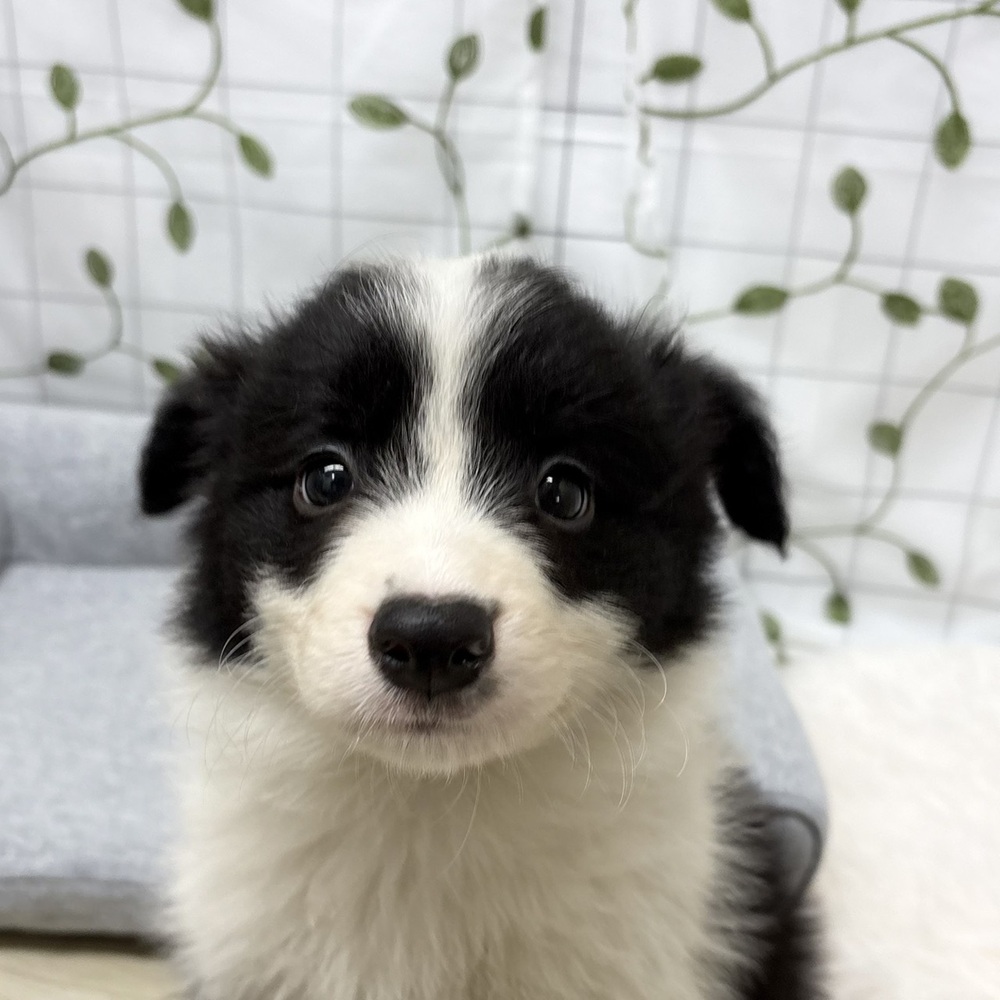 長野県のボーダーコリー (犬の家＆猫の里塩尻店/2026年2月21日生まれ/男の子/ブラックホワイト)の子犬の4枚目の画像
