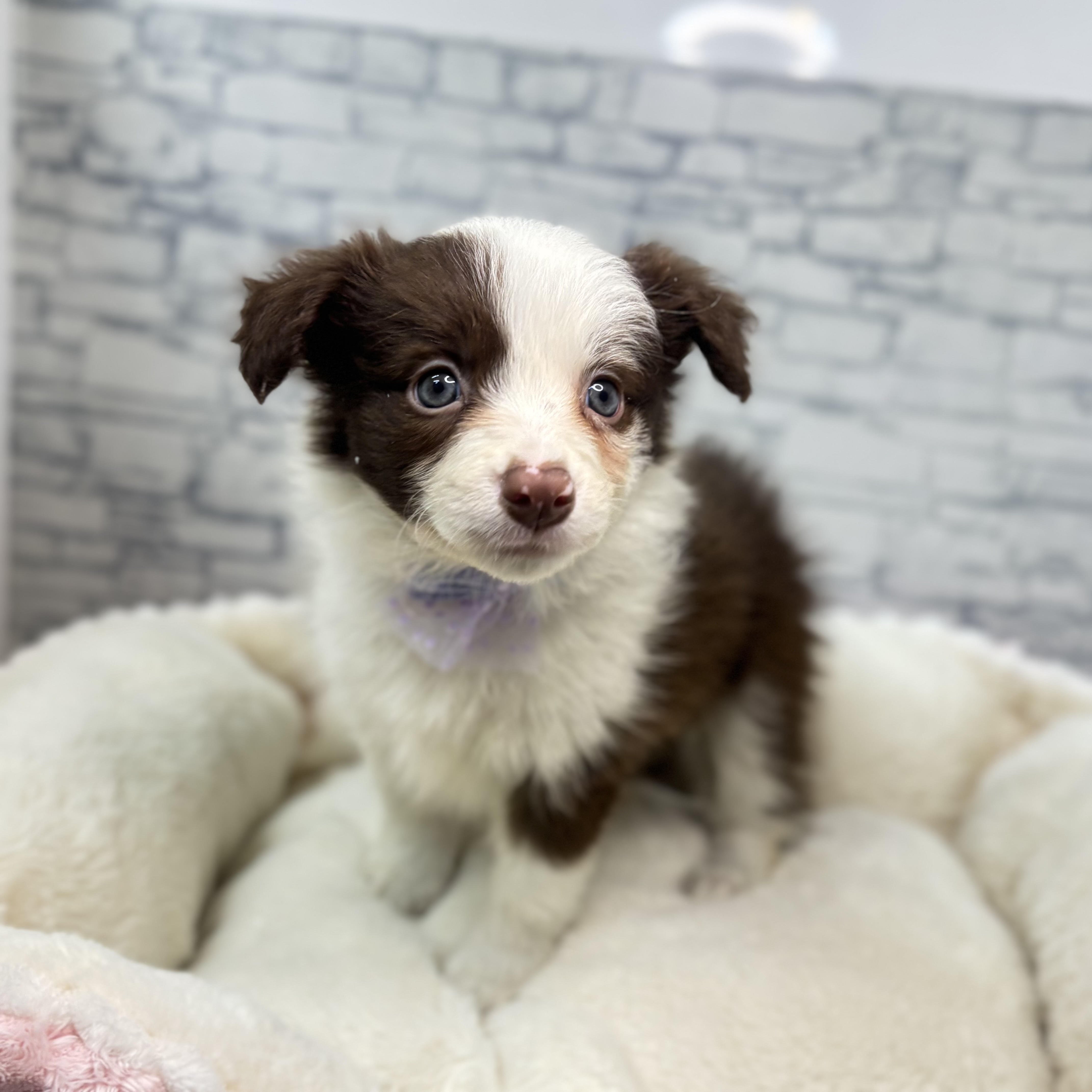 ボーダーコリー女の子の写真