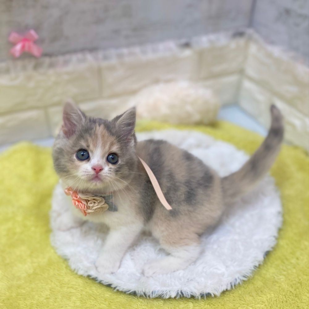 静岡県のスコティッシュストレート (犬の家＆猫の里プレ葉ウォーク浜北店/2026年2月24日生まれ/女の子/ダイリュートキャリコ)の子猫の4枚目の画像