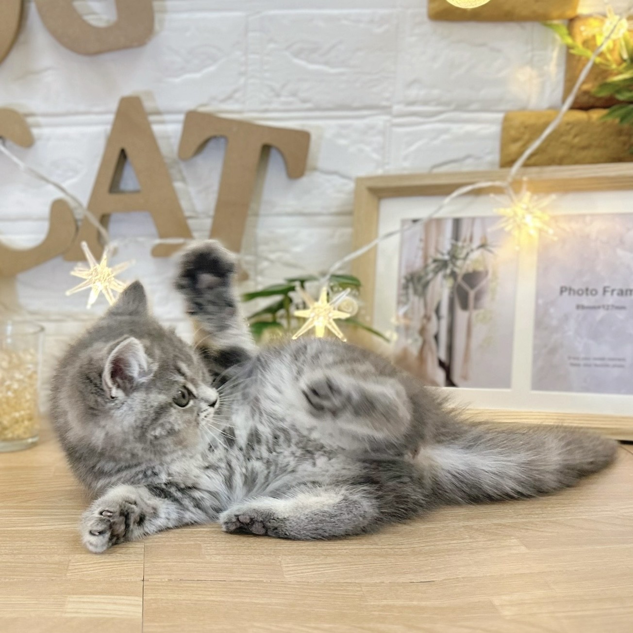 千葉県のスコティッシュストレート (犬の家＆猫の里ワンズモール稲毛店/2026年2月23日生まれ/女の子/ブルータビー)の子猫の4枚目の画像