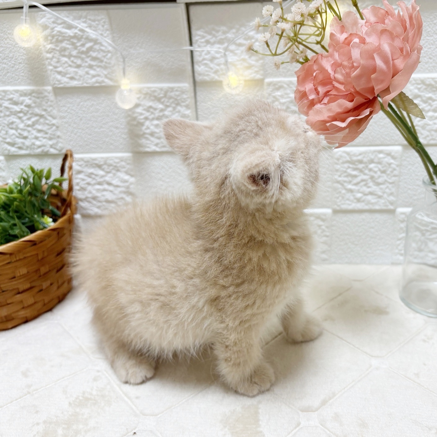 東京都のブリティッシュショートヘアー (犬の家＆猫の里ペットフォレスト小平店/2026年2月24日生まれ/男の子/クリーム)の子猫の4枚目の画像