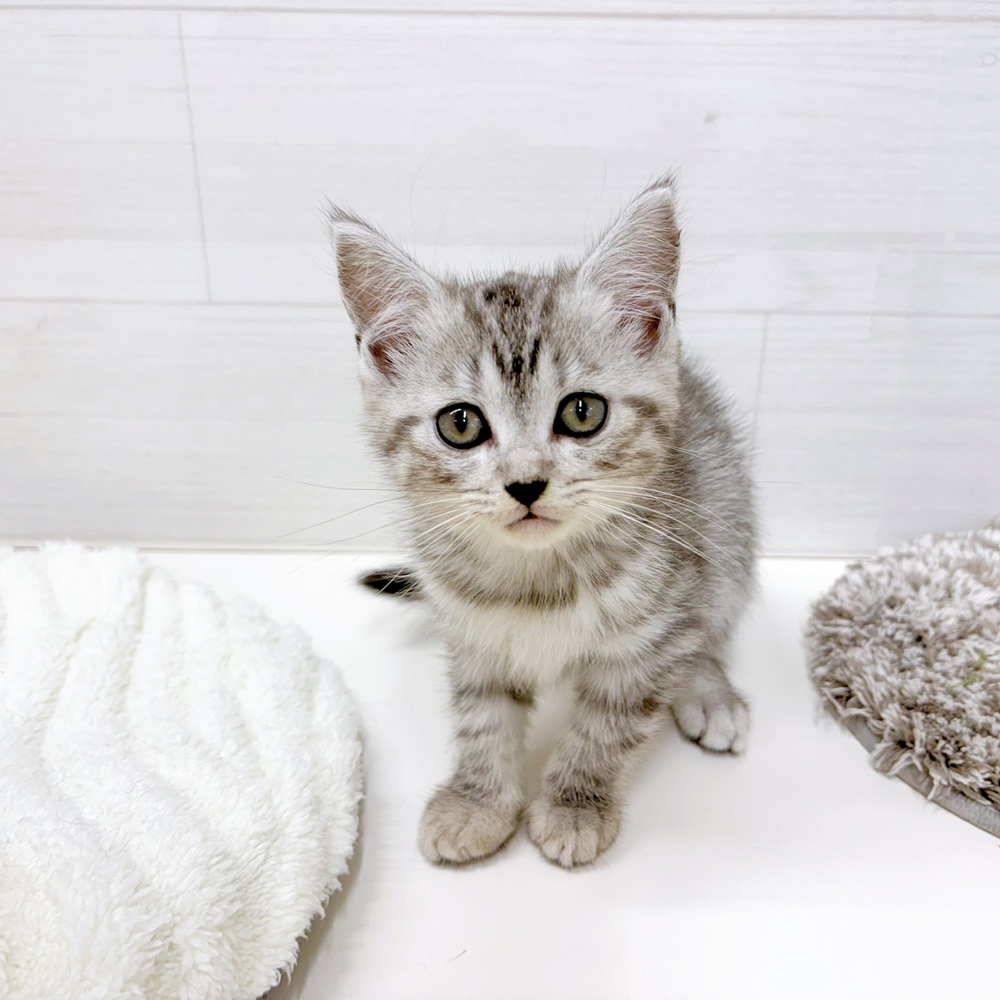 石川県のマンチカン (犬の家＆猫の里アミーゴ金沢おこばた店/2026年5月11日生まれ/女の子/シルバータビー)の子猫の4枚目の画像