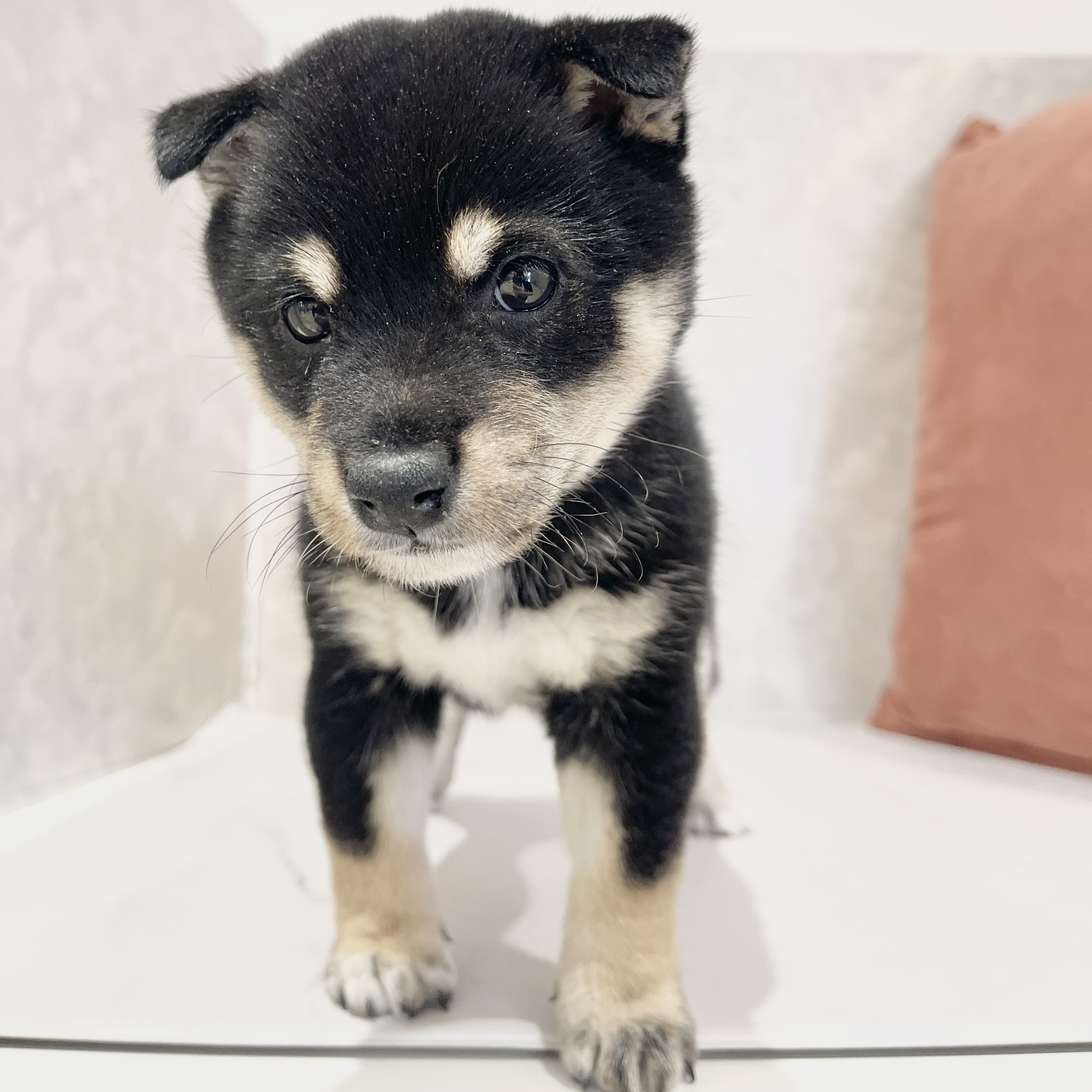 福岡県の豆柴 (犬の家＆猫の里くりえいと宗像店/2026年2月24日生まれ/女の子/黒)の子犬の4枚目の画像