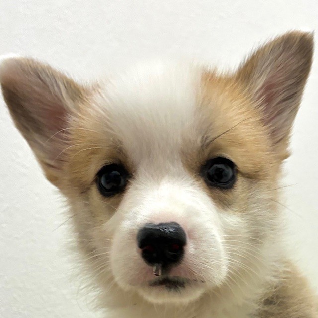 福岡県のウェルシュコーギーペンブローク (犬の家＆猫の里トリアス久山店/2026年2月22日生まれ/女の子/レッドホワイト)の子犬の1枚目の画像