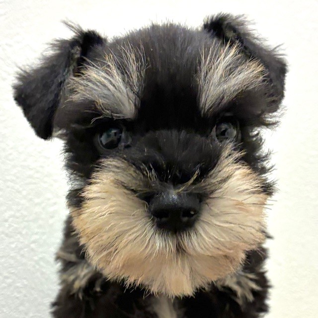 福岡県のミニチュアシュナウザー (犬の家＆猫の里トリアス久山店/2026年2月20日生まれ/男の子/ブラックシルバー)の子犬の1枚目の画像