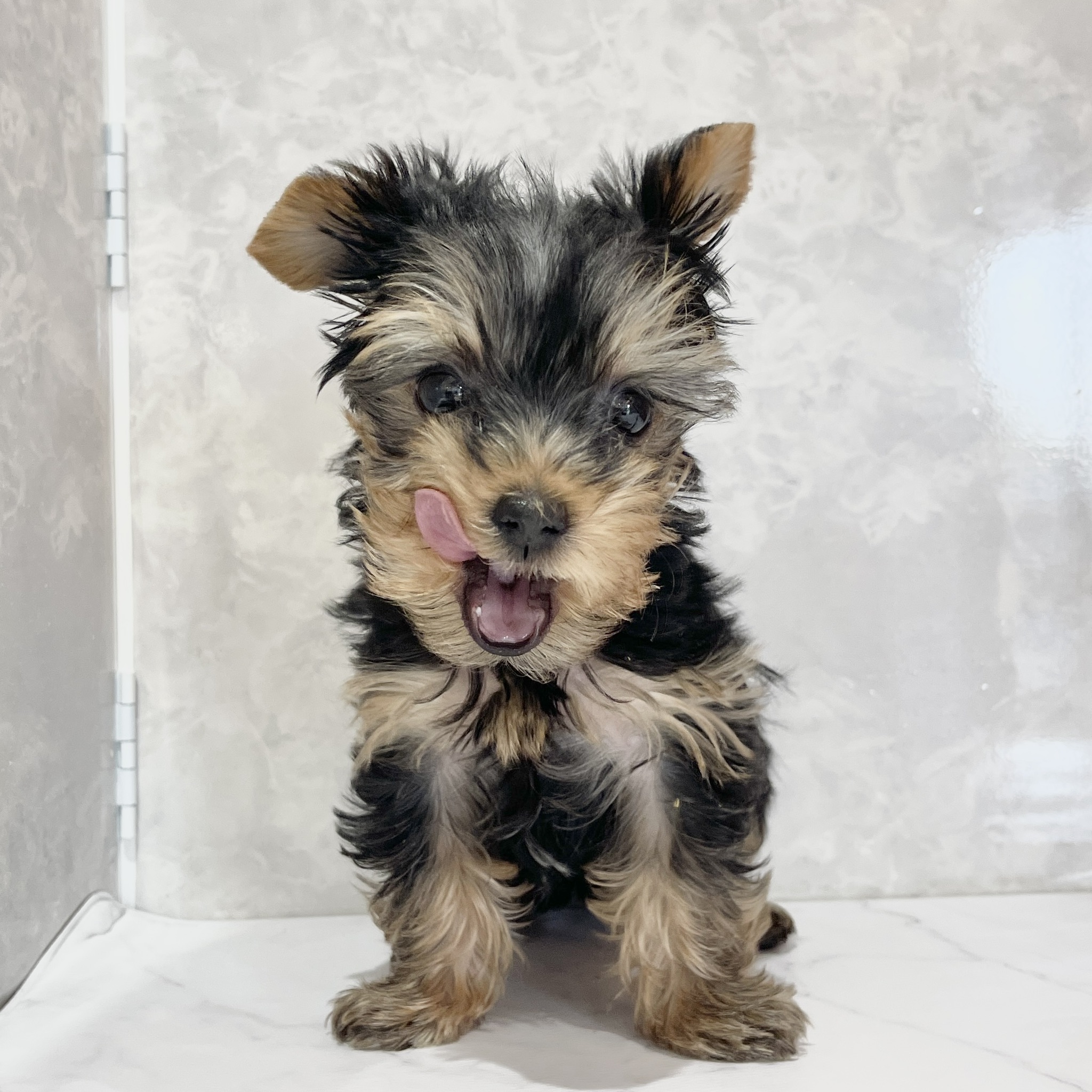 福岡県のヨークシャーテリア (犬の家＆猫の里くりえいと宗像店/2026年2月22日生まれ/女の子/スチールブルータン)の子犬の4枚目の画像
