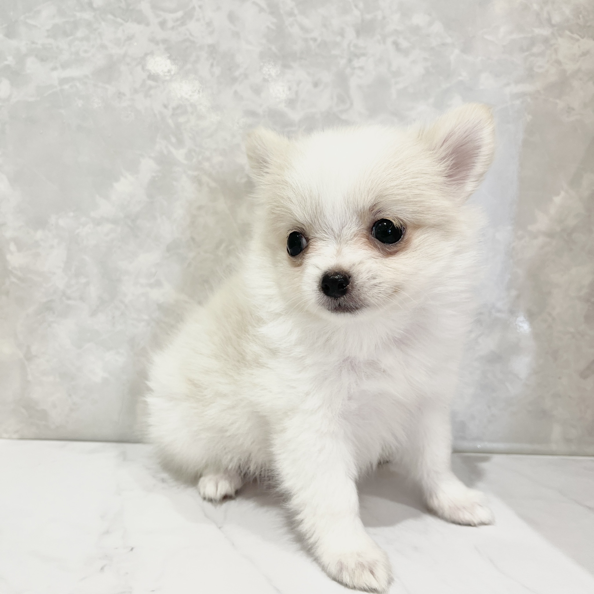 福岡県のポメチワ/チワポメ/ポメチー(ポメラニアン×チワワ) (犬の家＆猫の里くりえいと宗像店/2026年2月24日生まれ/女の子/ホワイトクリーム)の子犬の4枚目の画像