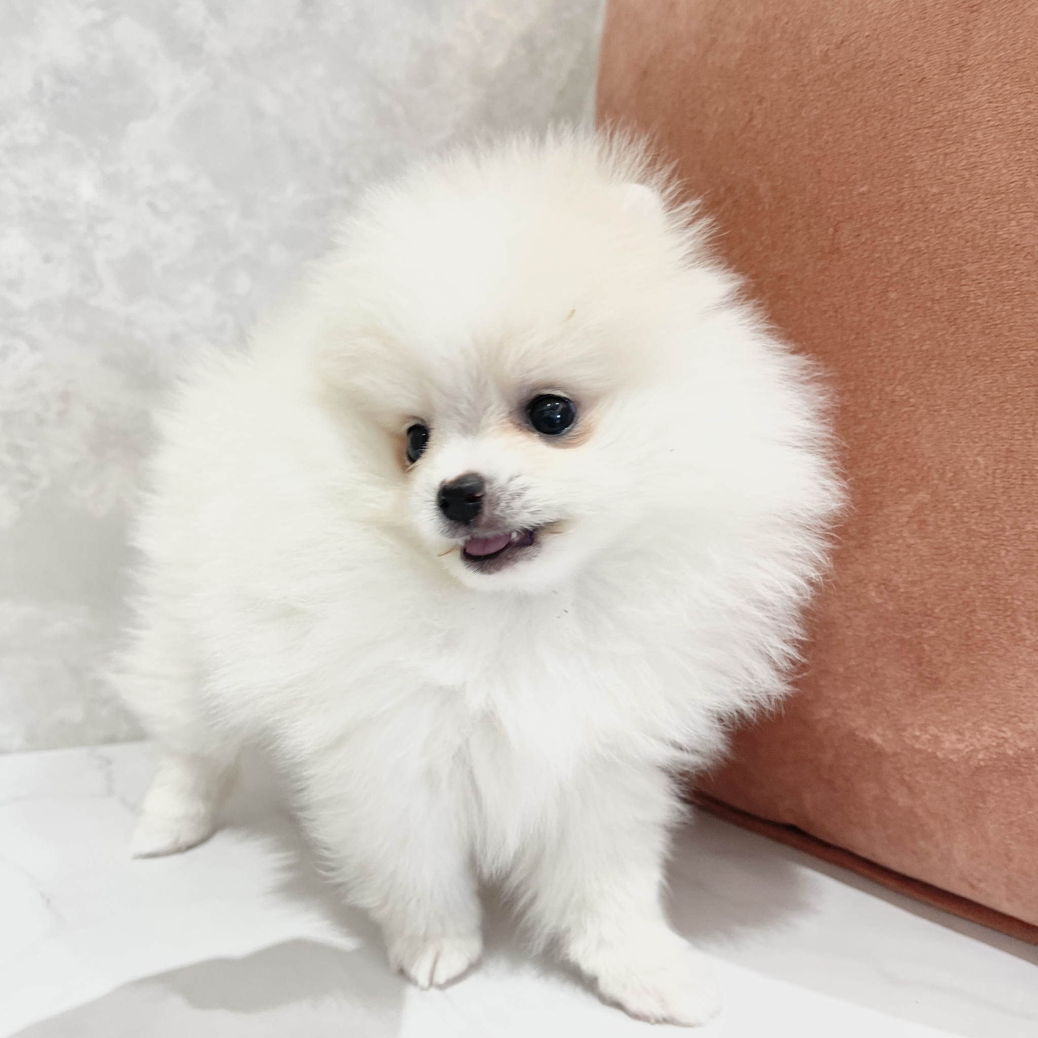 福岡県のポメラニアン (犬の家＆猫の里くりえいと宗像店/2026年2月20日生まれ/女の子/ホワイト)の子犬の4枚目の画像