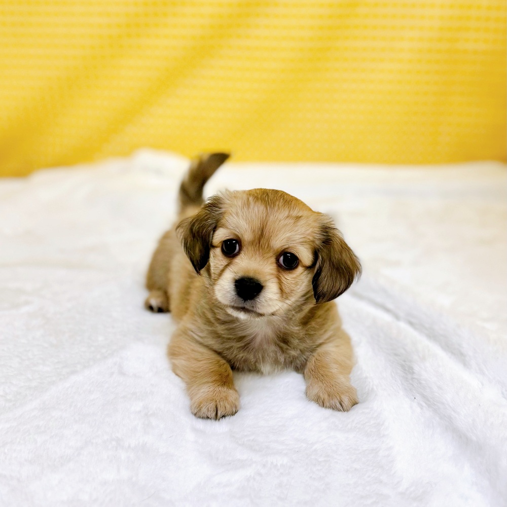 愛知県のチワックス(チワワ×ダックス) (犬の家＆猫の里一宮店/2026年2月23日生まれ/男の子/シェーデットイエロー)の子犬の4枚目の画像
