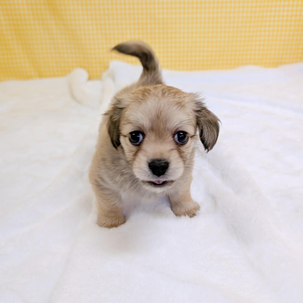 愛知県のチワックス(チワワ×ダックス) (犬の家＆猫の里一宮店/2026年2月23日生まれ/男の子/シェーデットイエロー)の子犬の4枚目の画像