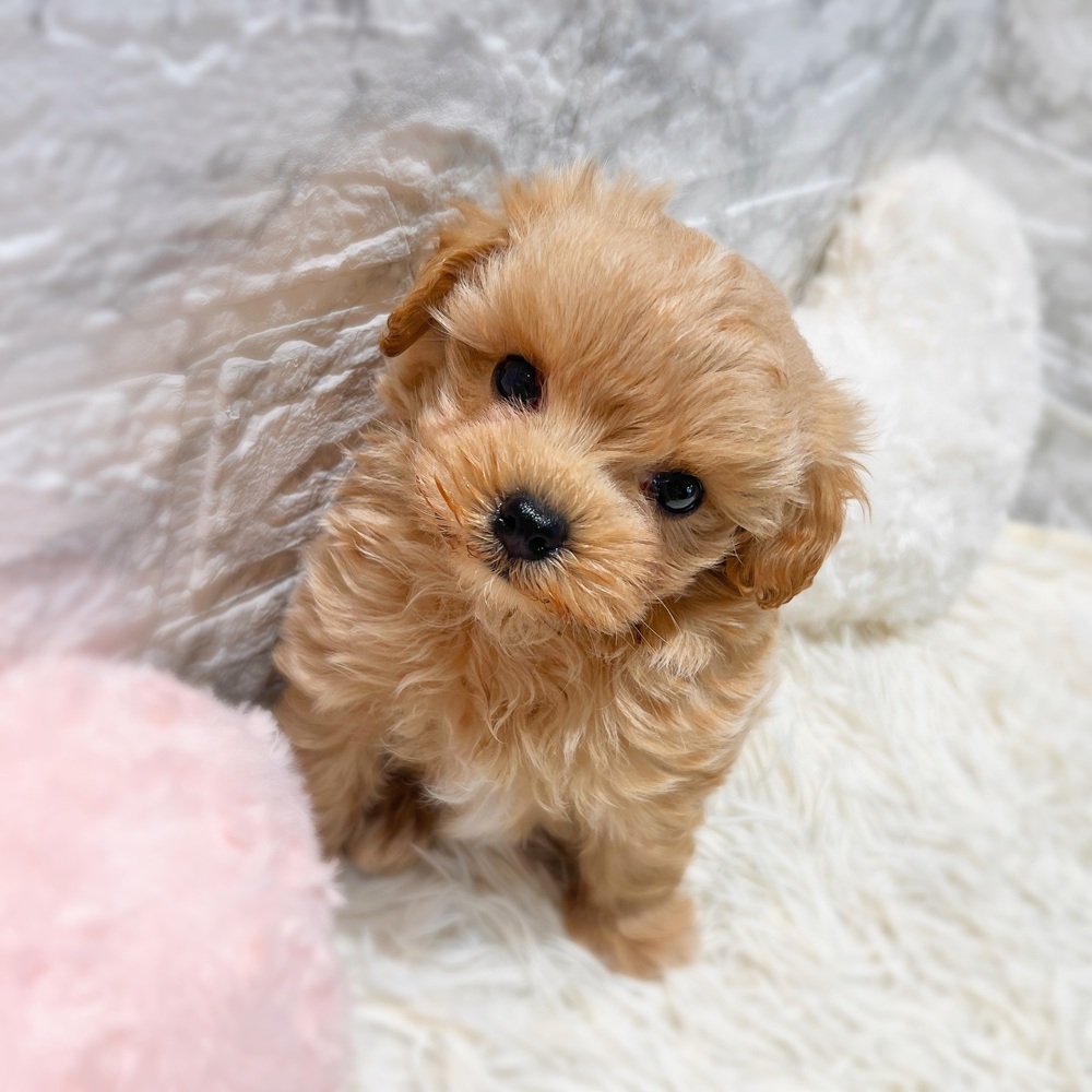 愛知県のマルプー(マルチーズ×プードル) (犬の家＆猫の里MiO香久山店/2026年2月24日生まれ/男の子/アプリコットホワイト)の子犬の4枚目の画像