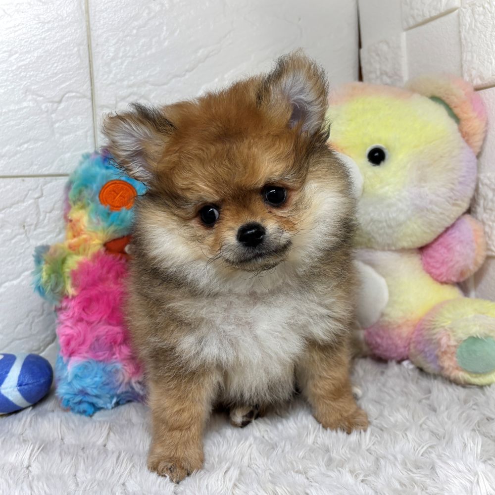 兵庫県のポメチワ/チワポメ/ポメチー(ポメラニアン×チワワ) (犬の家＆猫の里ゆめタウン姫路店/2026年2月24日生まれ/女の子/オレンジ)の子犬の4枚目の画像