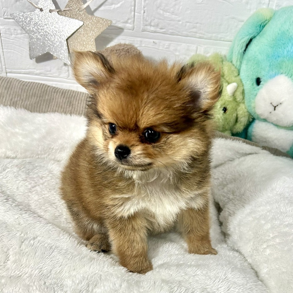 兵庫県のポメチワ/チワポメ/ポメチー(ポメラニアン×チワワ) (犬の家＆猫の里ニッケパークタウン加古川店/2026年2月24日生まれ/女の子/オレンジ)の子犬の4枚目の画像