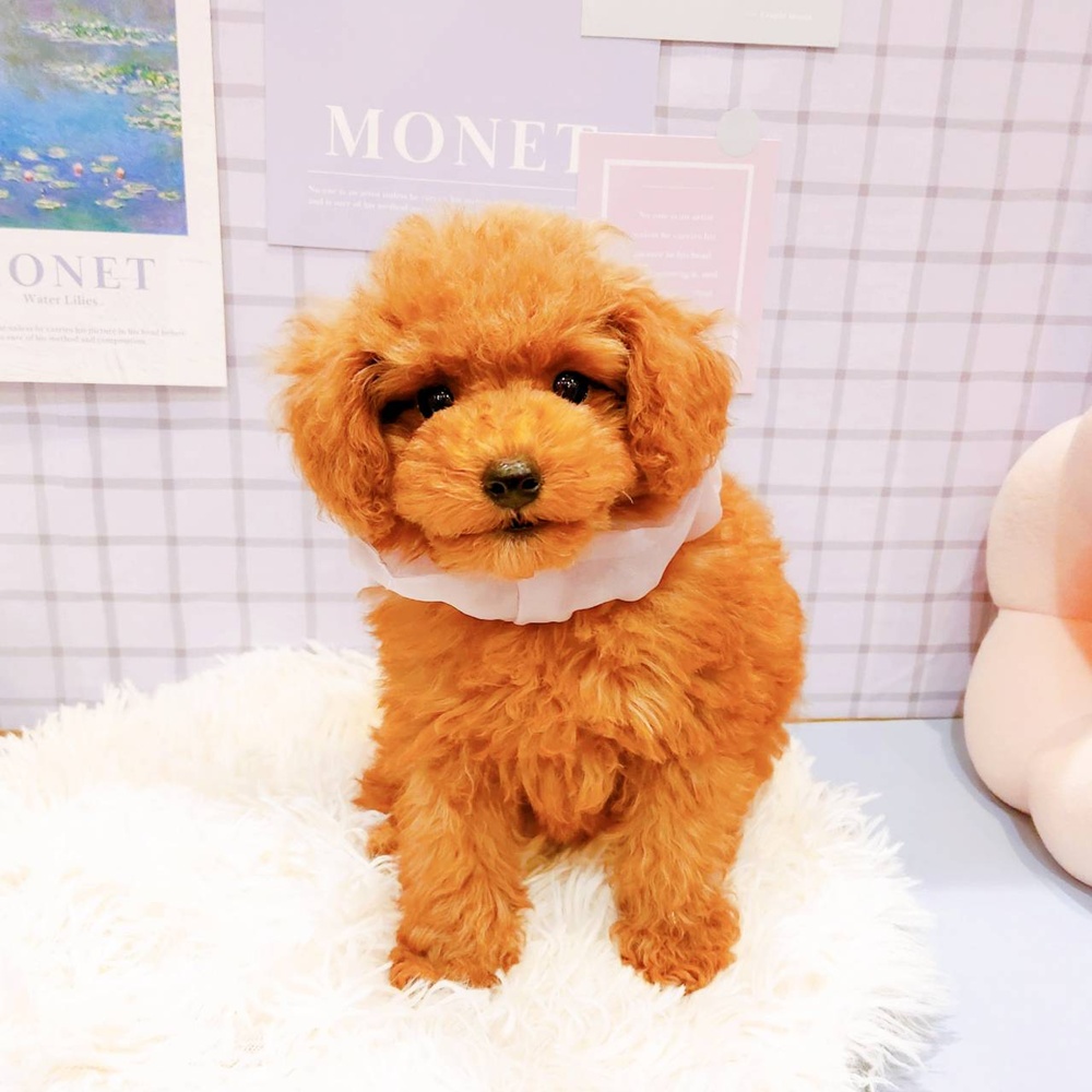 福井県のトイプードル(トイ) (犬の家＆猫の里福井店/2026年2月24日生まれ/女の子/レッドフォーン)の子犬の4枚目の画像