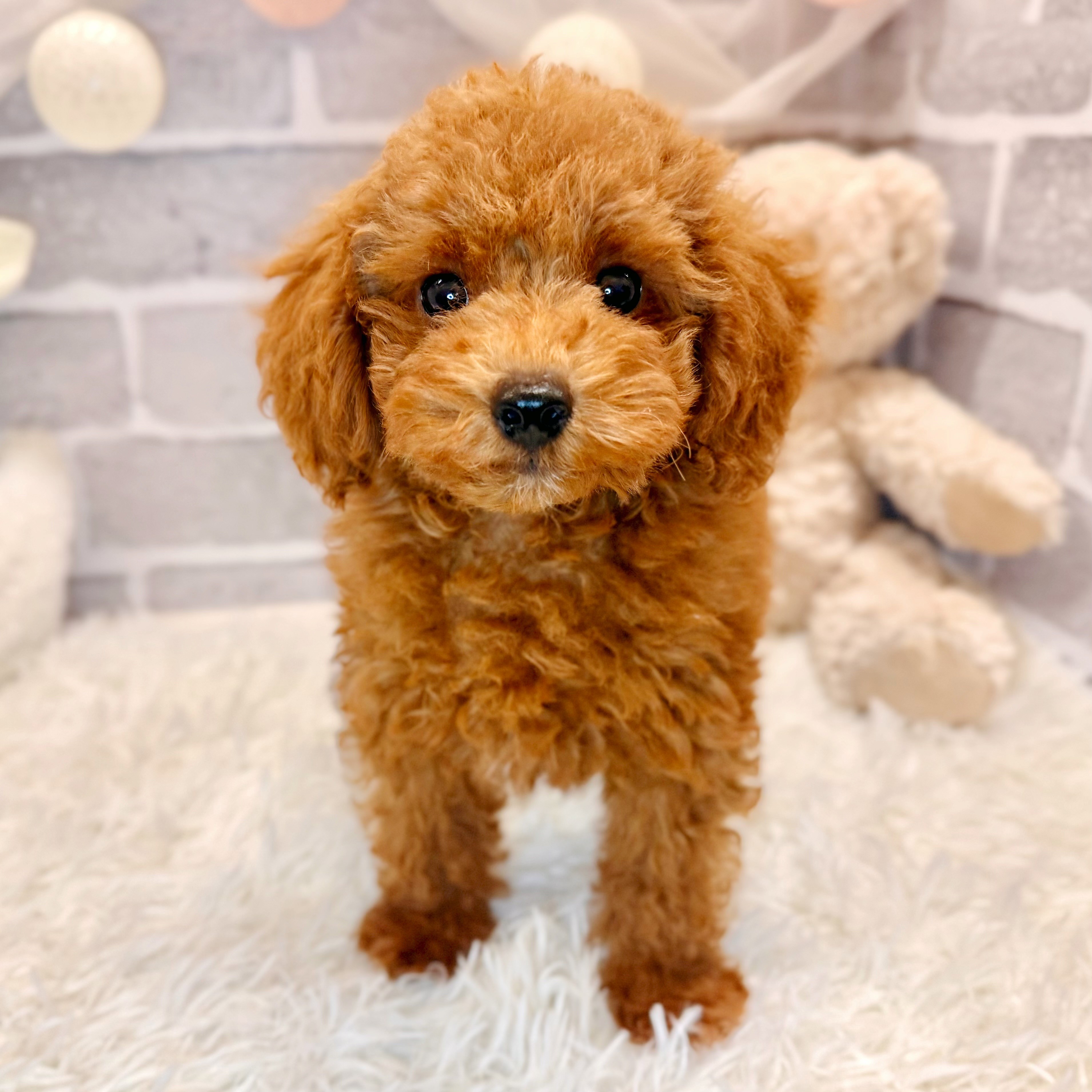 兵庫県のトイプードル(トイ) (犬の家＆猫の里神戸店/2026年2月24日生まれ/男の子/レッドフォーン)の子犬の4枚目の画像