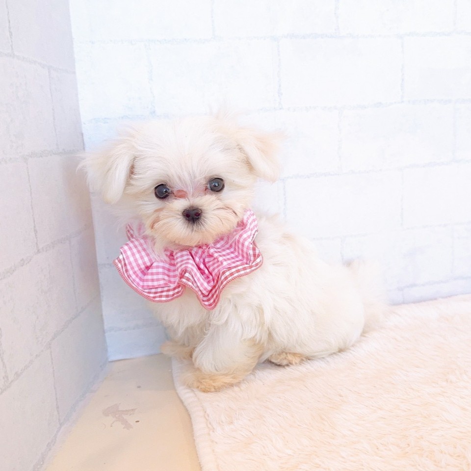 石川県のマルチーズ (犬の家＆猫の里金沢店/2026年2月16日生まれ/女の子/ホワイト)の子犬の4枚目の画像