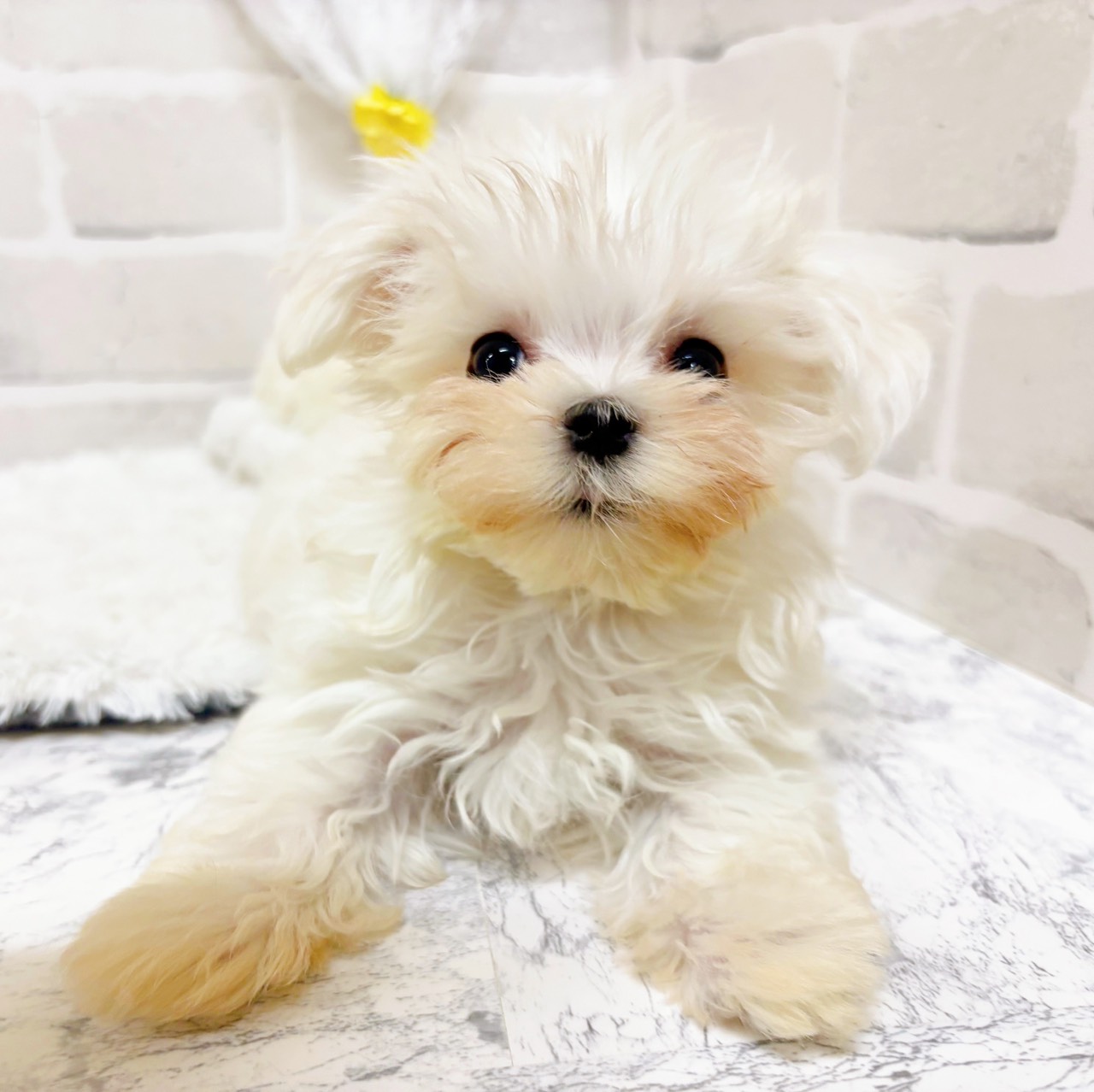 京都府のマルチーズ (犬の家＆猫の里京都精華店/2026年2月16日生まれ/男の子/ホワイト)の子犬の4枚目の画像