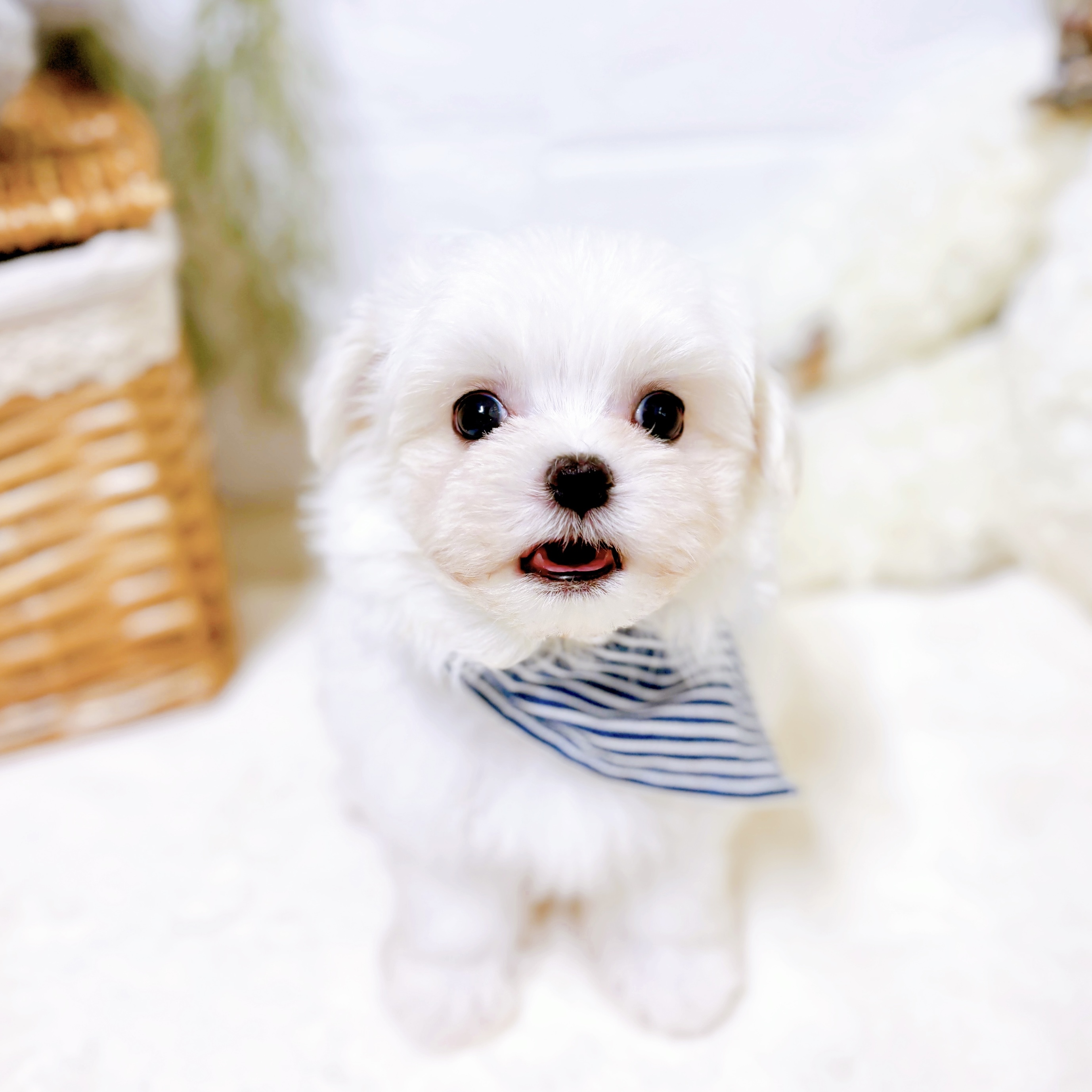 滋賀県のマルチーズ (犬の家＆猫の里近江八幡店/2026年2月24日生まれ/男の子/ホワイト)の子犬の4枚目の画像