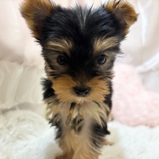 兵庫県のヨークシャーテリア (犬の家＆猫の里カナート西神戸店/2026年2月25日生まれ/女の子/スチールブルータン)の子犬の4枚目の画像