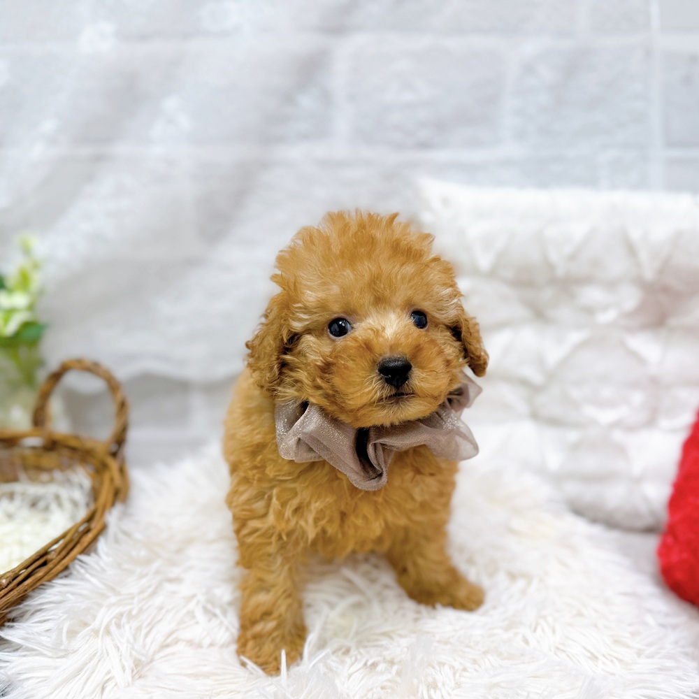 滋賀県のトイプードル(トイ) (犬の家＆猫の里長浜店/2026年2月25日生まれ/男の子/オレンジフォーン)の子犬の4枚目の画像