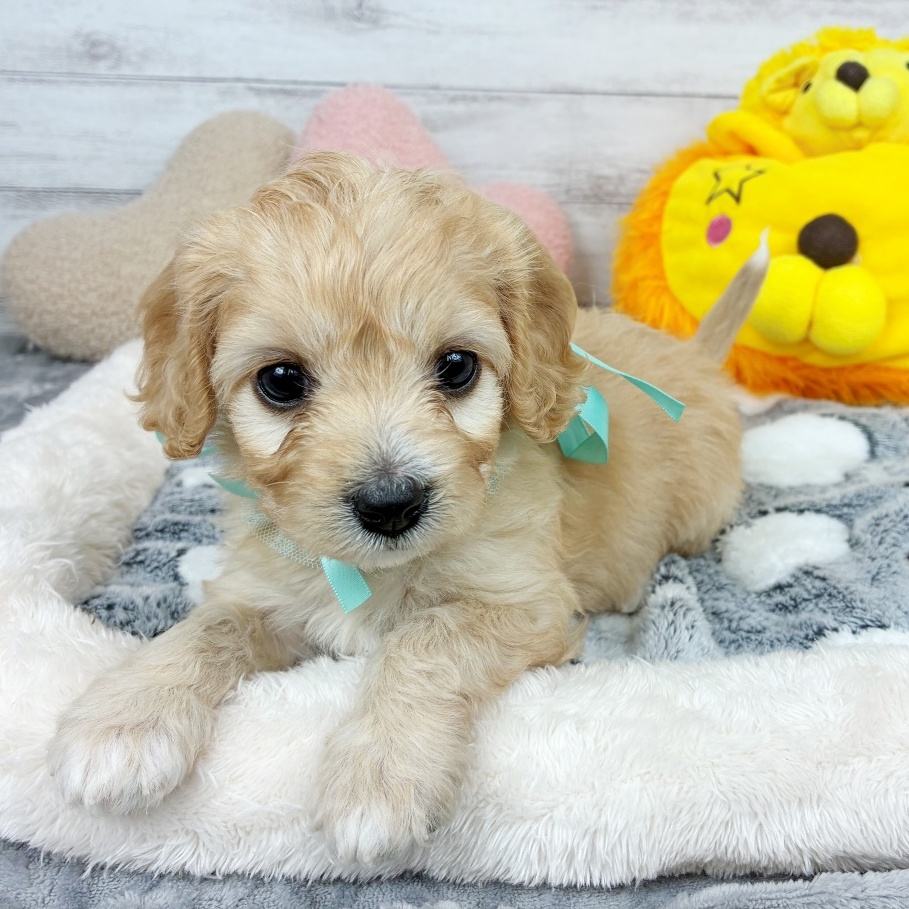 兵庫県のハーフ犬・ミックス犬 (犬の家＆猫の里川西店/2026年2月23日生まれ/女の子/クリーム)の子犬の4枚目の画像