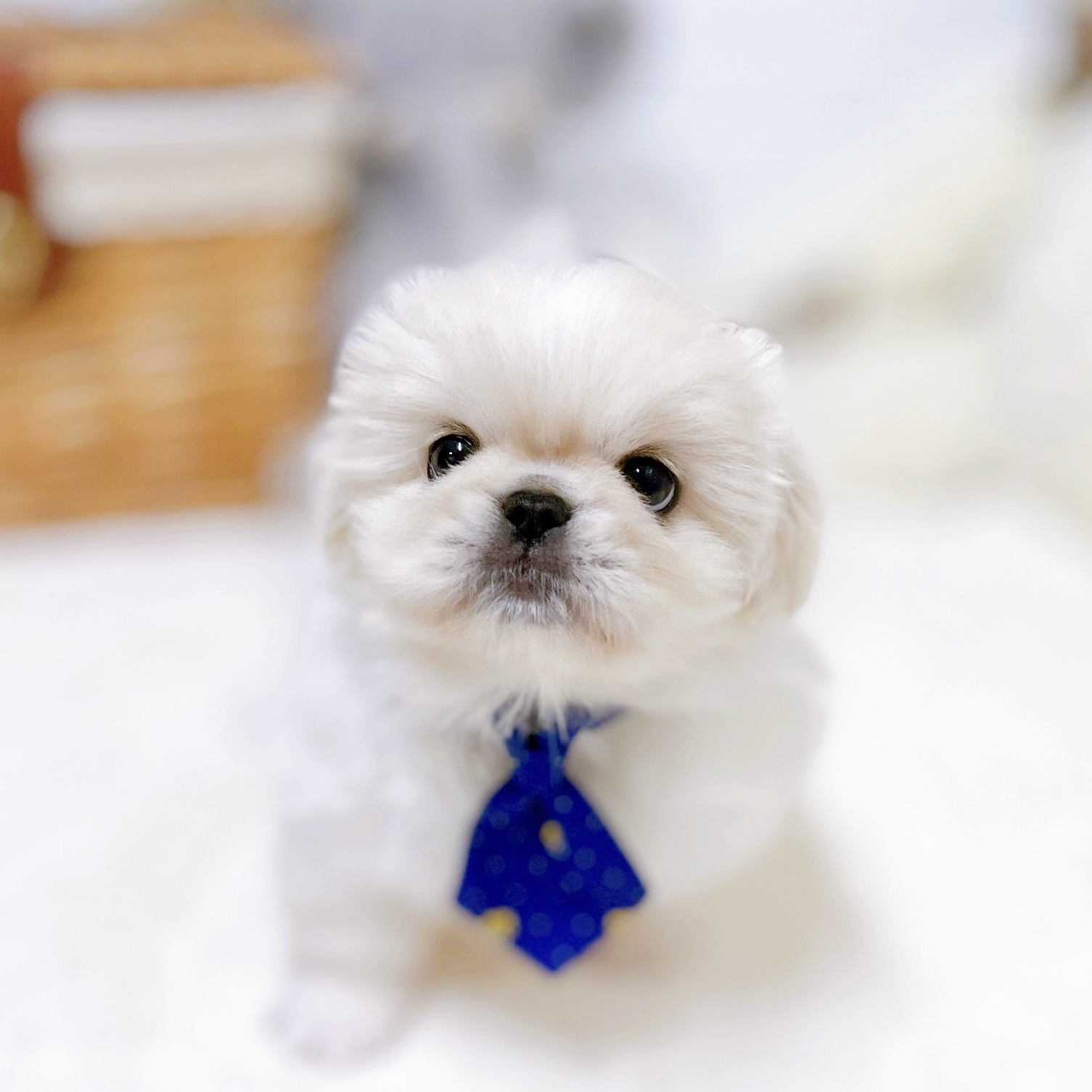 滋賀県のペキニーズ (犬の家＆猫の里近江八幡店/2026年2月25日生まれ/男の子/クリームホワイト)の子犬の4枚目の画像