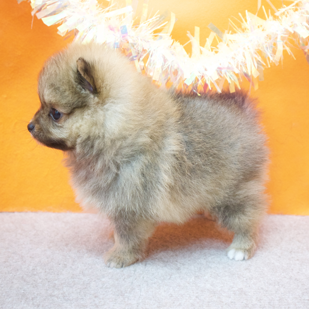 大阪府のポメラニアン (犬の家＆猫の里吹田店/2026年2月26日生まれ/女の子/オレンジ)の子犬の4枚目の画像