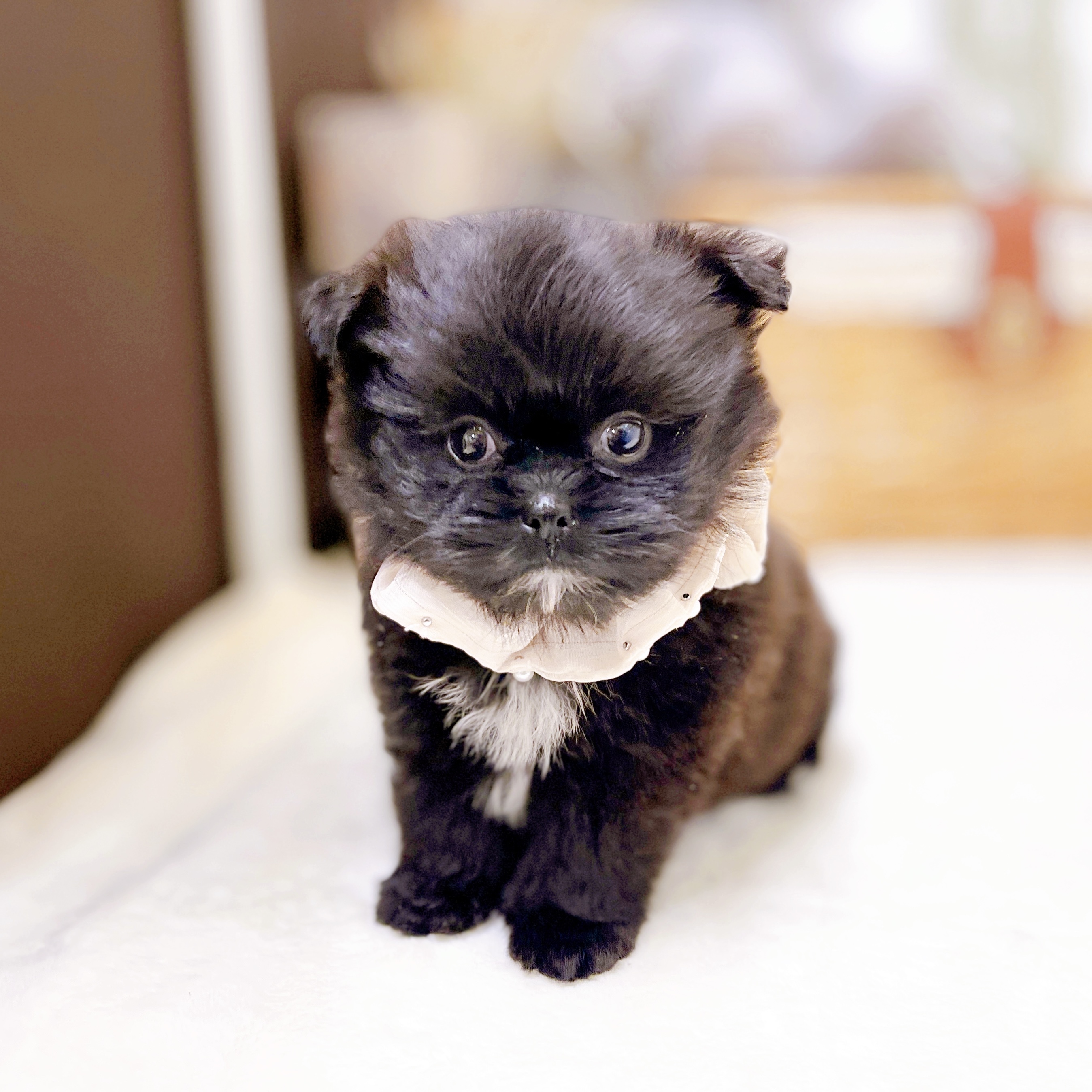 滋賀県のポメズー/ポメシーズ(ポメラニアン×シーズー) (犬の家＆猫の里近江八幡店/2026年2月26日生まれ/女の子/ブラック)の子犬の4枚目の画像